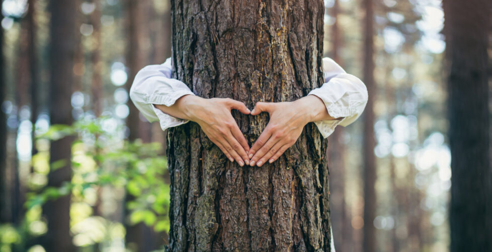 Baltic Wood jako eko marka: jak dbamy o zdrowie klientów i planety?